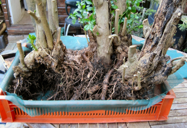 potting up a collected privet bonsai